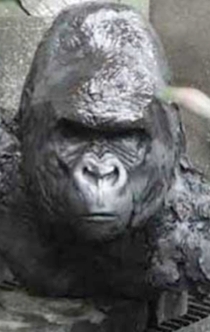 matze_gorillaboss.jpg